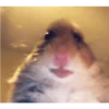 Hamsters 5
