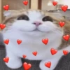 MICHIS 🥰🐱 13