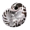 Smile Gekko 17