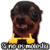 Michis & Perros #1 😹🐶 6