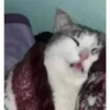 GATITOS 17