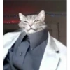 GATITOS 18