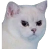 GATITOS 19