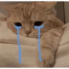 Gatitos llorones🥺😿 6