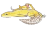 Smile Gekko 20