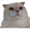 Gatitos llorones🥺😿 7