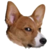 Animals Reactions 10