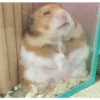 Hamsters 7