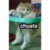 GATITOS 20
