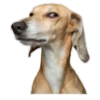 Animals Reactions 11