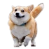 Animals Reactions 12
