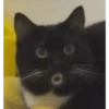 GATITOS 21