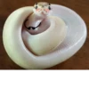 Snake Doodles 13