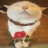 MICHIS 🥰🐱 18