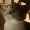 MICHIS 🥰🐱 20