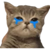 Gatitos llorones🥺😿 9