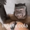 inga tu cola