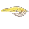 Smile Gekko 23