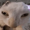MICHIS 🥰🐱 22
