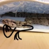 Snake Doodles 17