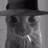 MICHIS 🥰🐱 23