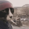 MICHIS 🥰🐱 24