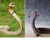 Snake Doodles 18