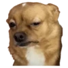 Animals Reactions 14