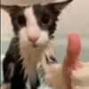 MICHIS 🥰🐱 26