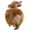Animals Reactions 15