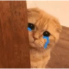 Gatitos llorones🥺😿 12