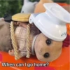 Sylvanian Drama 1 12