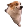 Animals Reactions 16