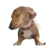 Animals Reactions 17