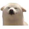 Animals Reactions 18