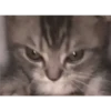 GATITOS 27