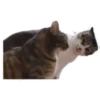 Animals Reactions 20