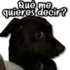 Michis & Perros #1 😹🐶 11