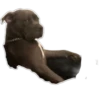 Animals Reactions 21
