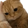 Gatitos llorones🥺😿 13