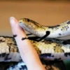 Snake Doodles 19