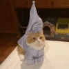 MICHIS 🥰🐱 28
