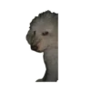 Animals Reactions 22