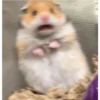 Hamsters 8
