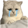 Gatitos llorones🥺😿 14