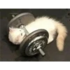 GATITOS 28