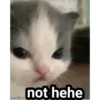GATITOS 29