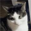 Gatos Random!! #2 5