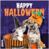 Disfraz 🎃🐾 HALLOWEEN 5