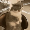 Gatos Random!! #2 6